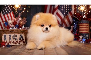 Selena - Pomeranian for sale