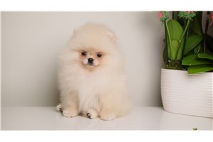 Genevieve - Pomeranian for sale
