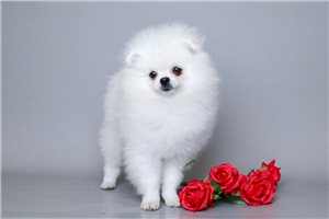 Daylin - puppy for sale