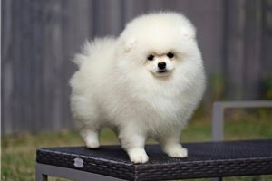 Christian - Pomeranian for sale