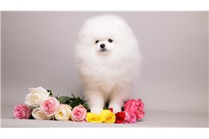 Cecelia - Pomeranian for sale