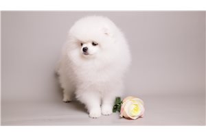 June - Pomeranian for sale