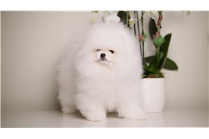Griffin - Pomeranian for sale