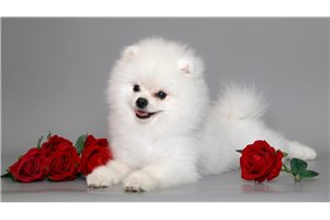 Christian - Pomeranian for sale