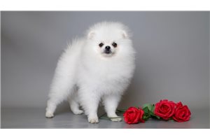 Cecelia - Pomeranian for sale