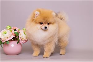 Selena - Pomeranian for sale