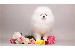 Jasmine - puppy for sale