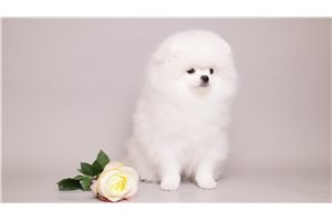June - Pomeranian for sale
