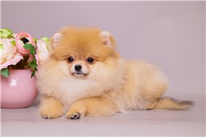 Selena - Pomeranian for sale
