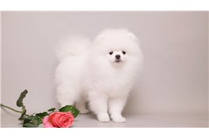 Jessie - puppy for sale