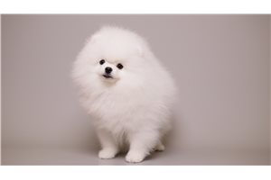 Jasmine - Pomeranian for sale