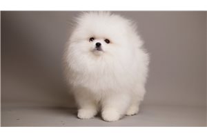 Abigail - puppy for sale