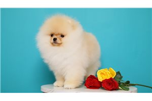 Grant - Pomeranian for sale