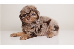 Betty - Poodle, Toy for sale