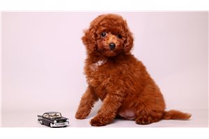 Austin - puppy for sale