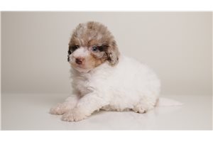 Billy - Poodle, Toy for sale