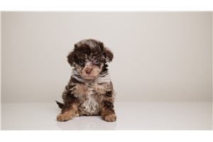 Blanche - Poodle, Toy for sale