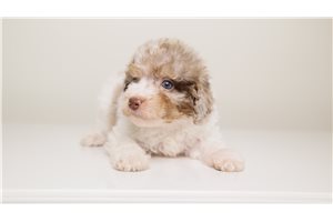 Billy - Toy Poodle for sale