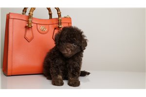 Brent - Poodle, Toy for sale