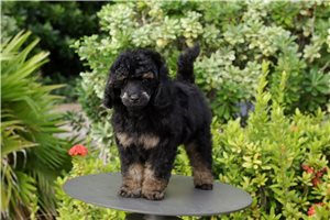 Miles - Poodle, Miniature for sale