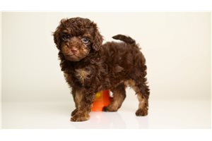 Bernard - Poodle, Toy for sale