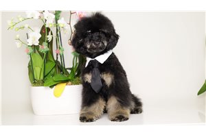 Miles - puppy for sale