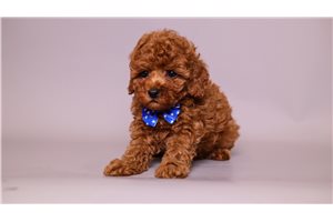 Conner - Poodle, Miniature for sale