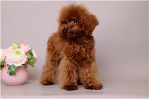 Rima - Poodle, Toy for sale
