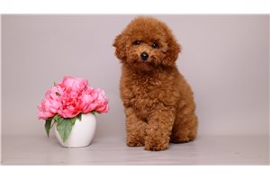 Ava - puppy for sale
