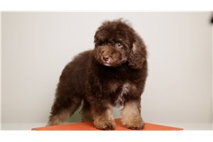 Bennington - Toy Poodle for sale