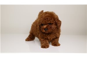 Hudson - Toy Poodle for sale