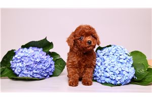 Nash - puppy for sale
