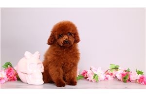 Becks - Toy Poodle for sale