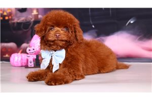 Paddington - Toy Poodle for sale
