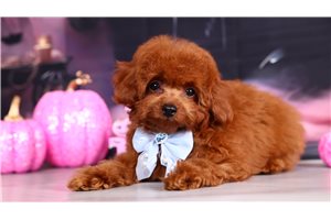 Parley - Toy Poodle for sale