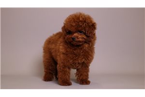 Alexander - puppy for sale