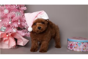 Nancy - Poodle, Toy for sale