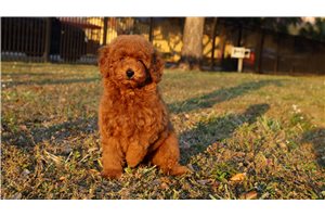 Hazel - puppy for sale