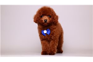 Beethoven - puppy for sale