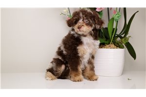 Blanche - Toy Poodle for sale