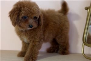 Otto - Poodle, Toy for sale