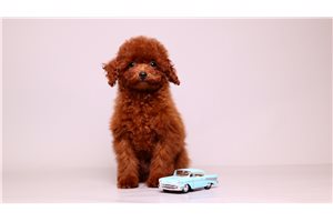 Becks - puppy for sale