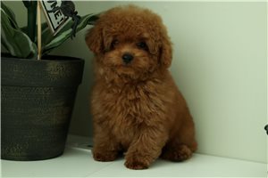 Riley - puppy for sale