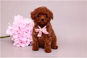 Nahla - puppy for sale