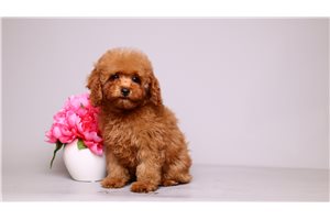 Bibi - Poodle, Toy for sale