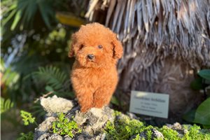 Nina - Poodle, Toy for sale