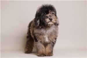 Hermes - Poodle, Toy for sale