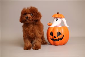 Grace - puppy for sale