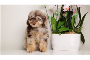 Betty - Toy Poodle for sale