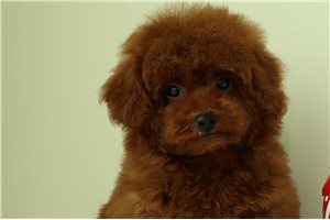 Rio - puppy for sale